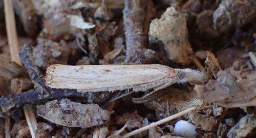 Réf. 300 169 : Agriphila geniculea